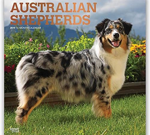 Australian Shepherd - Australische Schäferhunde 2023- 16-Monatskalender: Original Avonside-Kalender [Mehrsprachig] [Kalender]