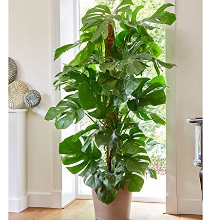 BALDUR Garten Monstera - Fensterblatt ca. 60-70 cm hoch, 1 Pflanze, Luftreinigende Zimmerpflanze Pflegeleichte Zimmerpflanze auch für dunklere Standorte, mehrjährig - frostfrei halten